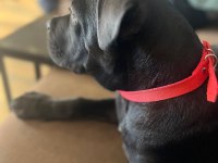 SCR Lİ CANE CORSO
