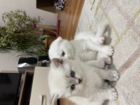 2 british ve 2 scottish dişi kedilerim