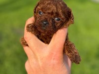 TEACUP KORE BOY RED POODLE YURT DIŞINDAN GELENLER