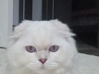 9 Aylık Scottish Fold Longhair