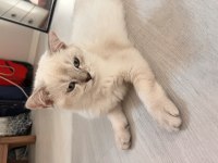 3 buçuk aylık kedim erkek