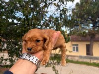 Cocker yavru köpeklerimiz