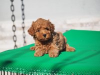 TOY POODLE YAVRULARIMIZ YENİ AİLELERİNİ ARIYORLAR