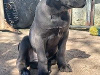 A KALİTE İRİ CANE CORSO YAVRULAR