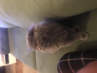 Yuva arıyor british longhair
