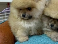 Safkan ırk garantili pomeranian boo