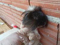 Erkek guinea pig fazlalık