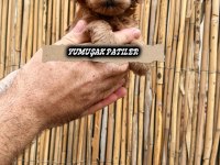 Yavru Toy Poodle
