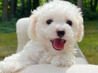 Nadir renk havanese bebekler