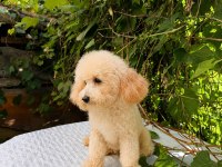 7 AYLIK DİŞİ TOY POODLE