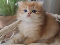 Son Erkek Golden british longhair Safkan Yavrum