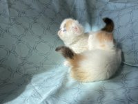 Şampiyon bebekler calico exotic shorthair