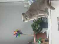 Scottish fold Behlül e iyi bakacak bir yuva arıyoruz