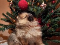 Pomeranian Boo Pamuk Gibi Beyaz Tedy Bear Yavrular