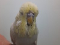 Show Jumbo Muhabbet Kuşu Erkek