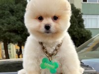 Safkan Pomeranian Boo Bebekler