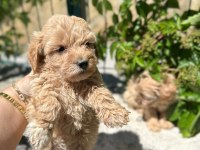 Maltipoo Yavrum 55 Günlük