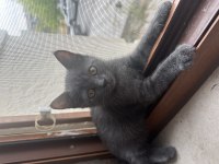 Dişi 2 aylık kedimiz ücretsiz sahiplendirme
