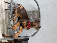 3.5 Aylık Son 4 Dişi Doberman