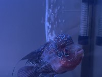 Erkek 13-14 cm Flowerhorn