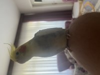Evcil konuşan erkek sultan papağanı