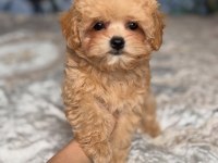 DÜNYA TATLISI MALTİPOO YAVRULARI 