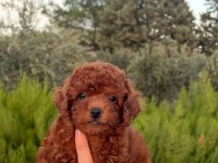 Safkan Dişi Erkek Toy Poodle Yavrular