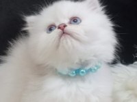 British longhair ve shorthair kedimiz