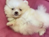 2 aylık pomerian