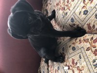 Son Erkek Safkan Pug Mops yavrumuz