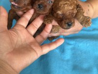 Toy poodle yavrularımız