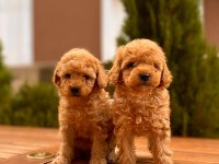 Red Toy Poodle Yavrular