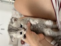 British ve scottish kedi yavruları