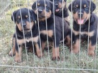 Saf Kan Orjinal Rottweiler Yavrular