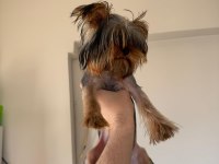 6 Aylık Erkek Yorkshire Terrier