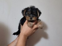 Tea cup yorkshire terrier
