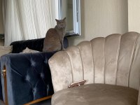 Damızlık british shorthair 3 yaşında