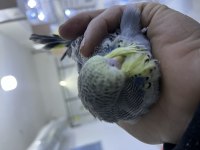 Şov muhabbet kuşu yavrular