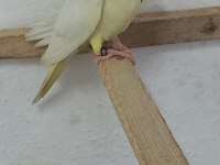 Yeni yeme düşmüş bebek kediler