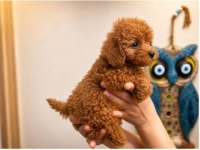Toy Poodle Yavru Erkek Ve Dişi Yavrular Ücretsiz Teslimat