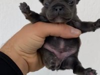 BLUE DİŞİ FRENCH BULLDOG YAVRULAR
