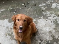 Golden Retriever Erkek