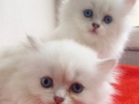 SHOW BRITISH LONGHAİR KEDİLER