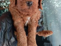 IRK VE SAĞLIK GARANTİ RED BROWN POODLE YAVRULARIM