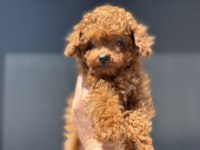 Petmode den 4 aylık 700 gr tea cup kore poodle