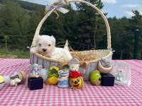 A şecereli kore babadan mükemmel yavru köpekler