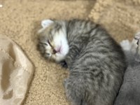 Tabby cinsi scottish fold kızımız yuvasını arıyor