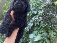 Çok Sevimli Ve Oyuncu Siyah Toy Poodle Yavrularımız