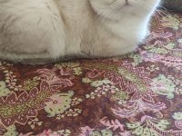 ŞECERELİ BRITISH SHORTHAIR NY1133