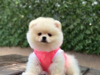 Pomeranian Boo Köpeği